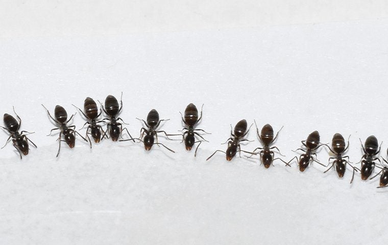 Why You Should Call The Professionals About Ants In Your Jacksonville Home