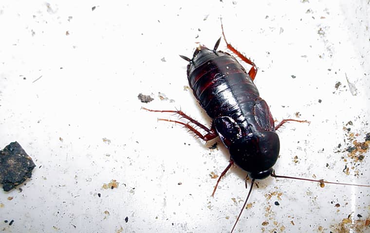 Oriental Roaches In Jacksonville Can Be A Huge Problem To Get Rid Of