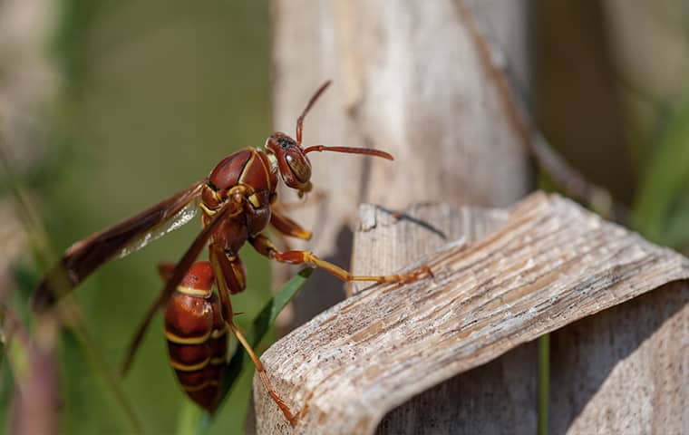 Are Paper Wasp Infestations In Jacksonville Easy To Treat?