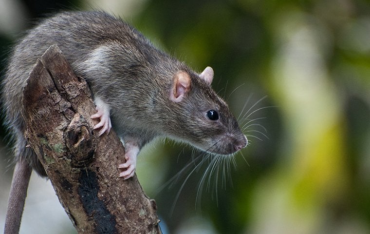 Why You Should Call The Pros About Rodents In Your Jacksonville Home