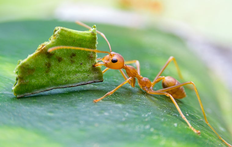 red ant with a leaf