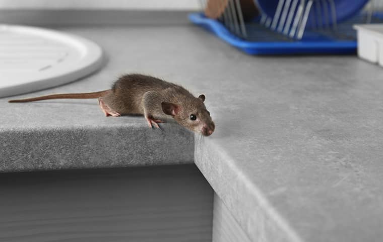 rodent on kitchen counter