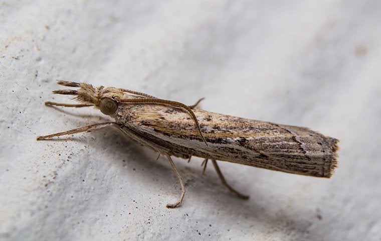 Don’t Let The Sod Webworms In Jacksonville Destroy Your Lawn