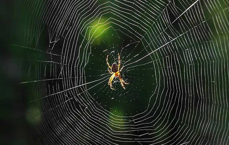 spider on a web