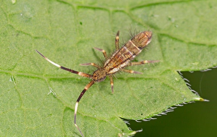 Tiny Insects That Stick Together: Springtails