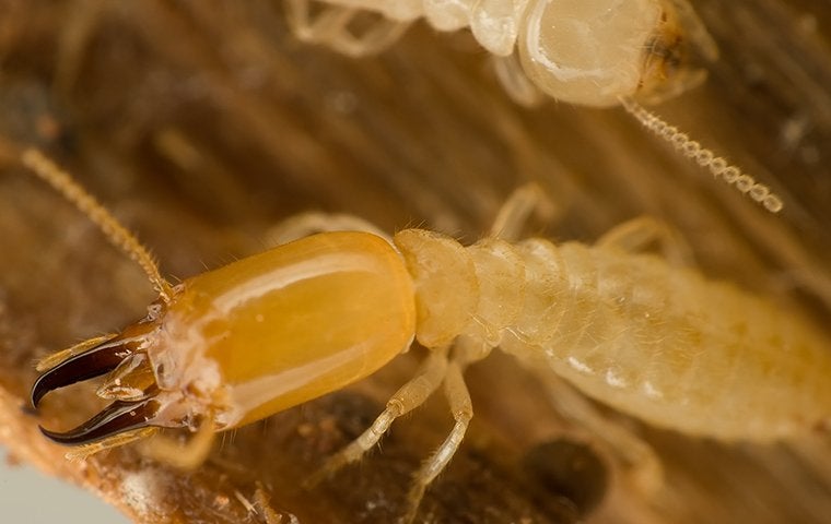 Don’t Let The Jacksonville Termites Tear Up Your Home
