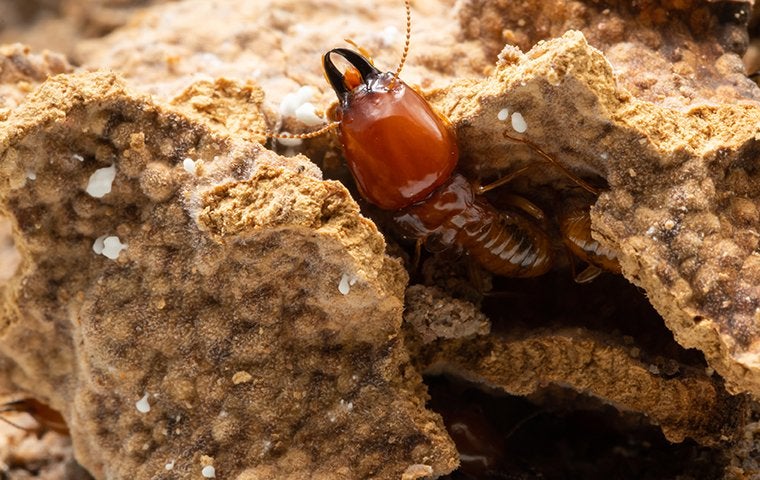 The Best Form Of Termite Control For Jacksonville Properties