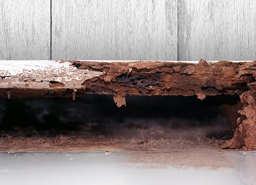How To Spot Signs Of Termite Damage Around Your Jacksonville Home