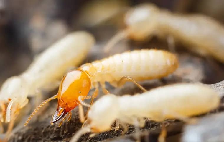 lot lines - istockphoto-1972777647-2048x2048 termite infestation on wood