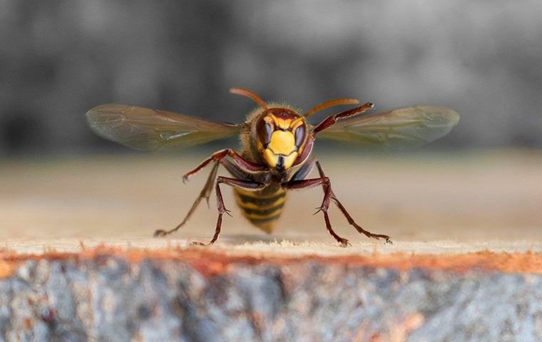 Jacksonville’s Complete Guide To Getting Rid Of Wasps