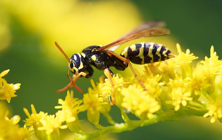 Wasps, Hornets, & Yellow Jackets – Oh My!
