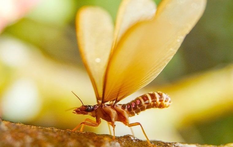 What Do Winged Termites On My Jacksonville Property Mean?