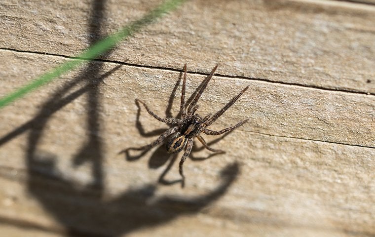 The Secret To Effective Spider Control For Jacksonville Homes