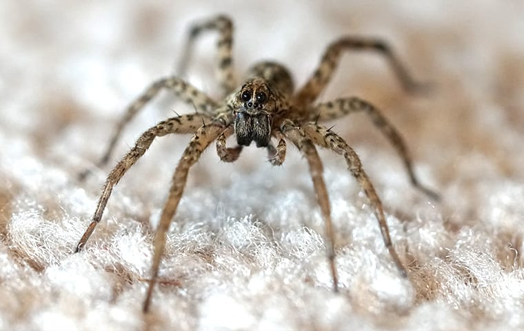 Are Wolf Spiders In Jacksonville Dangerous?