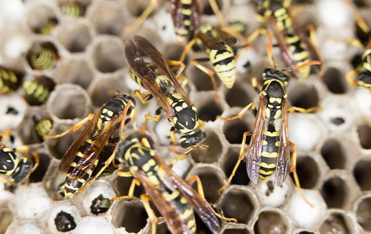 The Aggressive Yellow Jacket In Jacksonville