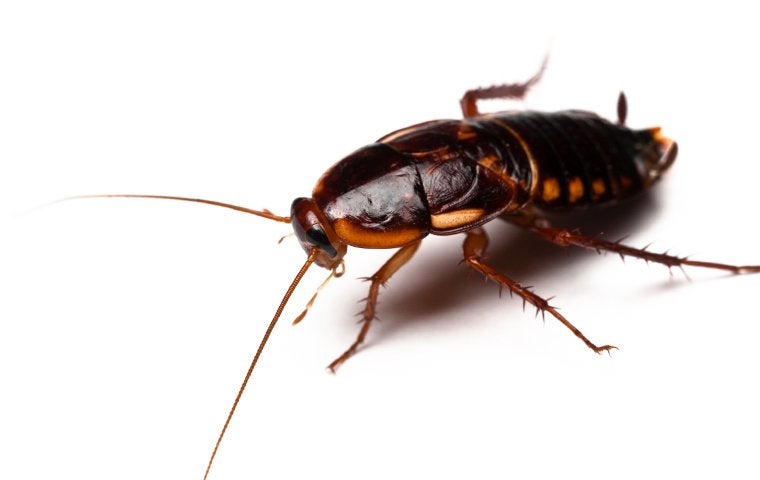 american cockroach on white background