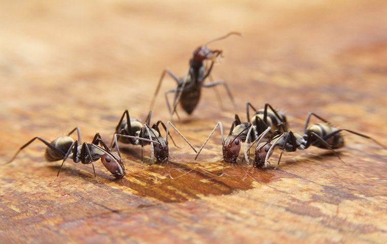 ants on kitchen table