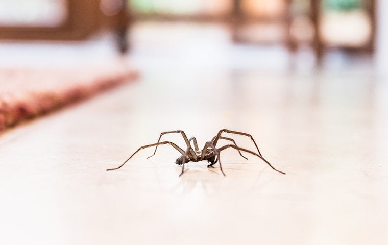 house spider crawling on the floor