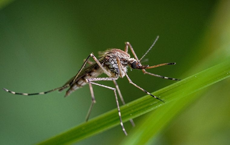 Jacksonville Homeowners’ Ultimate Mosquito Prevention Guide