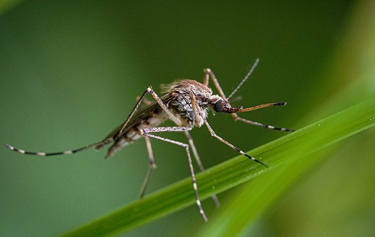 mosquito on a blade of grass