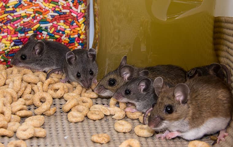 mice in kitchen cabinets