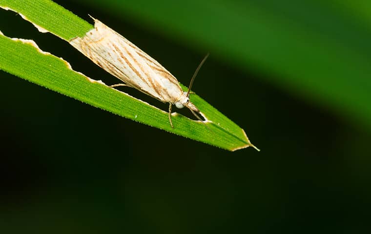 Tips And Tricks To Keep The Sod Webworms Out Of Your Jacksonville Yard