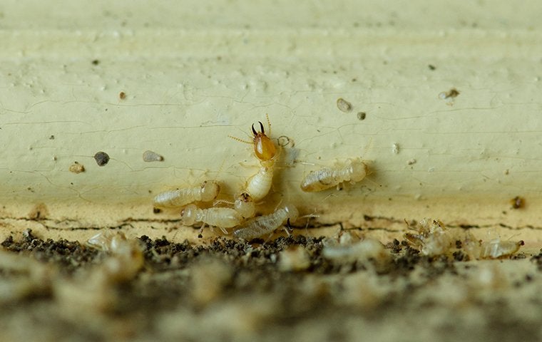 Know The Warning Signs: Termites In Jacksonville