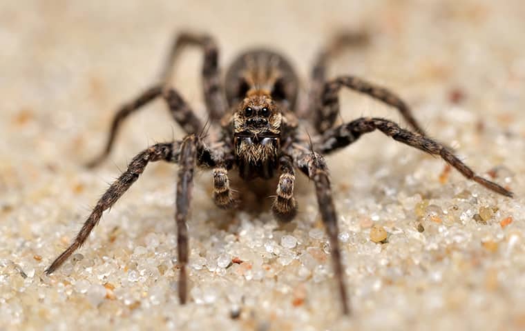 Tips To Keep Wolf Spiders Out Of Your Home In Jacksonville