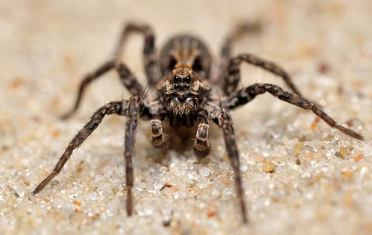 wolf spider