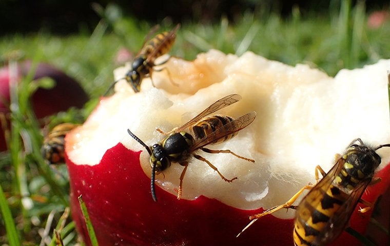 yellow jackets eating food