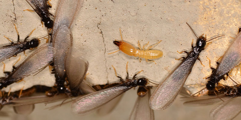 My Neighbor has Termites