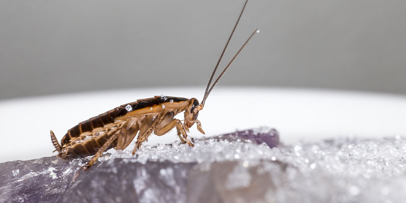 What You Really Should Know About German Roaches