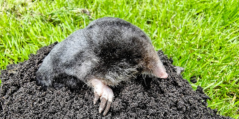 Ground Moles – What You Need to Know About these Very Destructive Pests