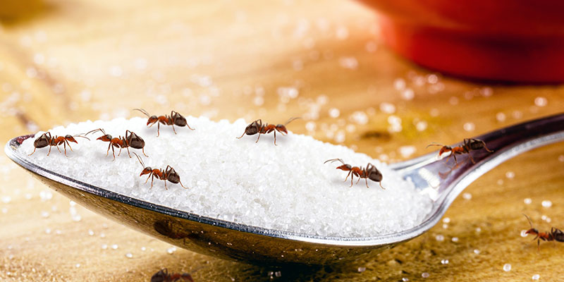 How Do You Get Rid of Fire Ants in a Home