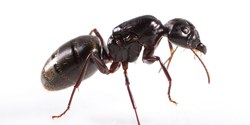 Just How Dangerous are Carpenter Ants