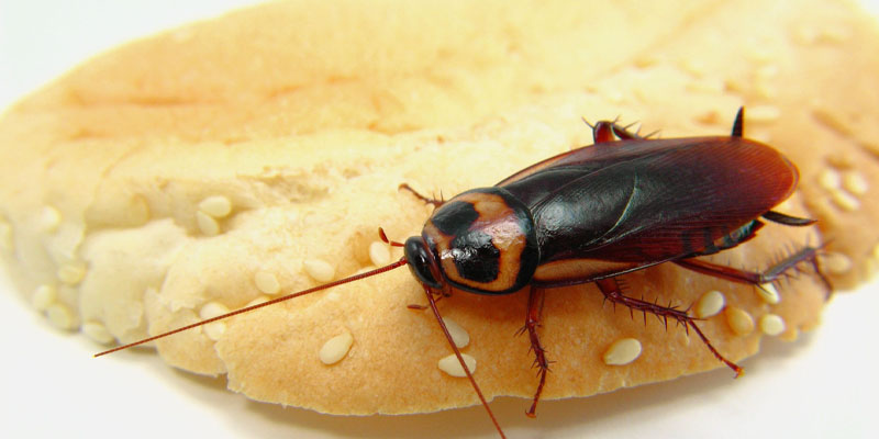 Peri-Domestic Roaches What You Need to Know
