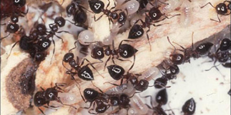 What Exactly are Acrobat Ants and Do They Really Cause Damage to a House