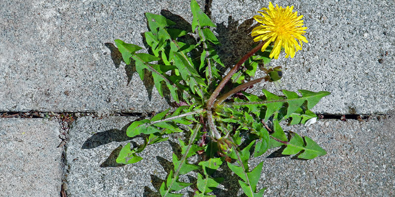 The Importance of Weed Control for Jacksonville, FL Lawns