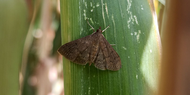 The Insidious Tropical Sod Webworm