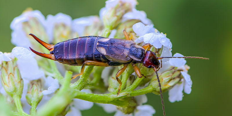 What is a Pincher Bug Anyway and Are They Harmful