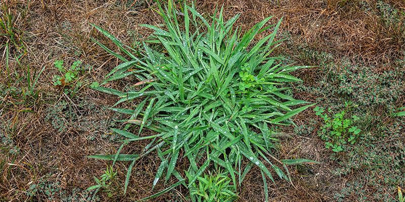Crabgrass! How Homeowners Can Prevent It from Growing