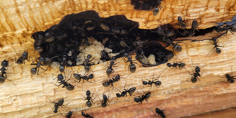 What’s Worse - Carpenter Ants or Termites