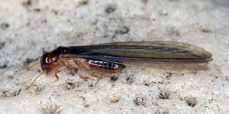 Why Do Flying Termites Appear Out of Nowhere