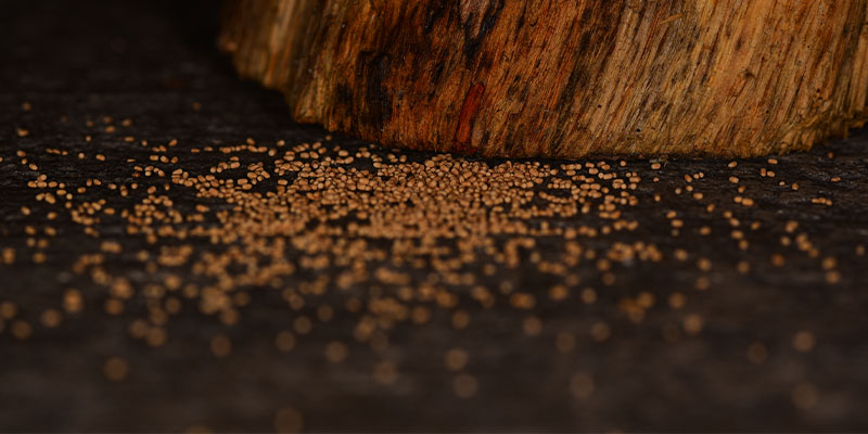 Where Do Termites Go First and How Do I Tell If They’re Already in My Jacksonville Home