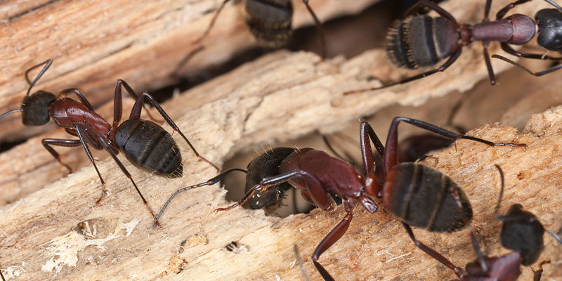 How Fast Can Carpenter Ants Destroy a House?