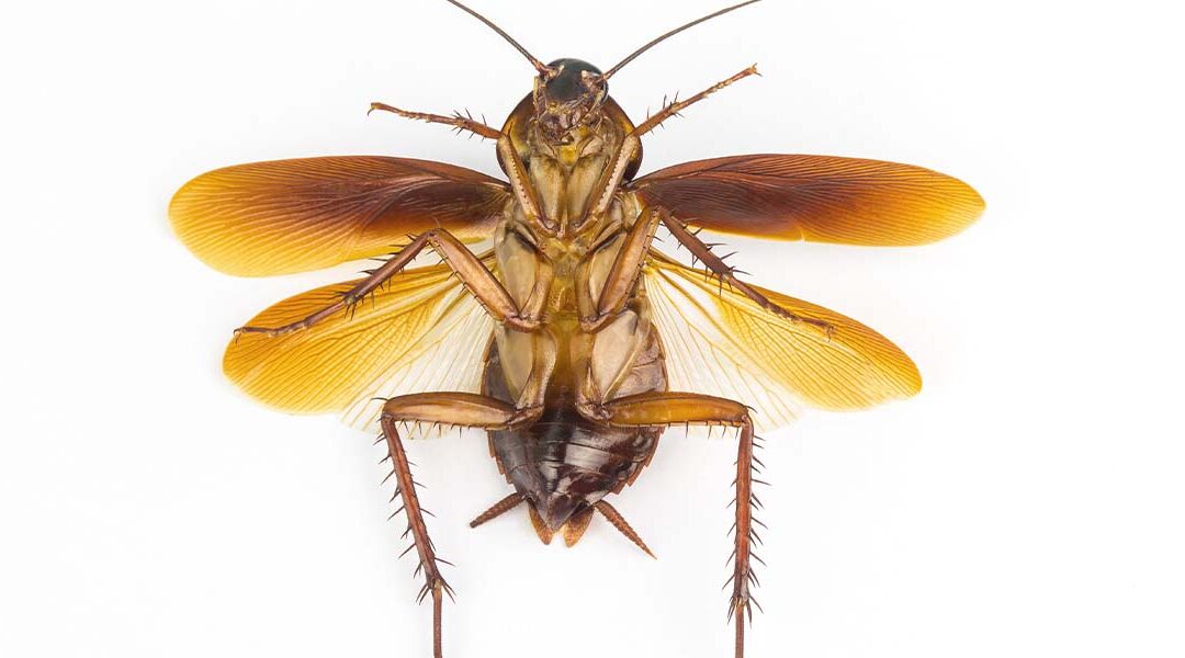 Can Roaches Drown What Jacksonville Homeowners Need to Know