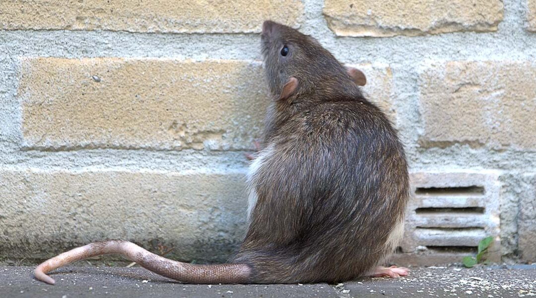 Can Rats Climb Walls? What Jacksonville Homeowners Need to Know