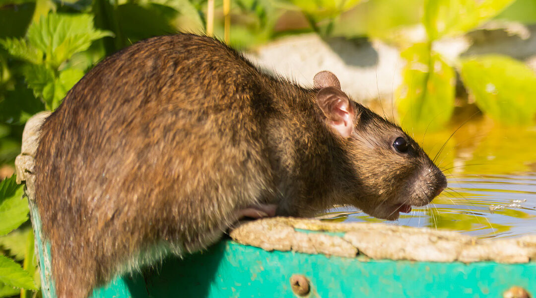 Can Rats Get Rabies? The Unsettling Truth You Should Know
