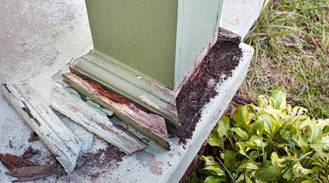 Termite Spray Treatments: What Jacksonville Homeowners Need to Know
