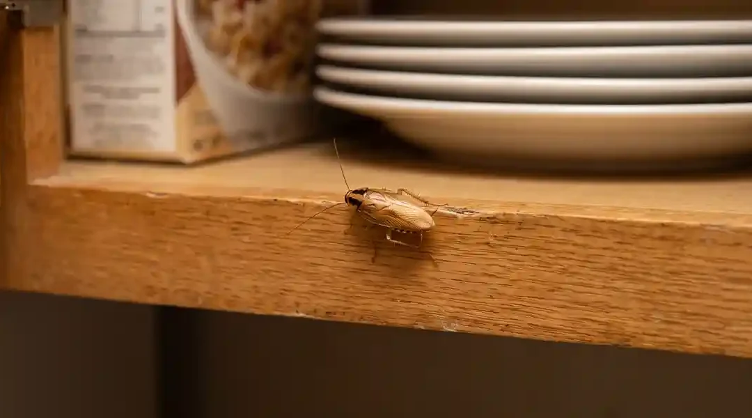 How to Get Rid of German Cockroaches in Kitchen Cabinets Permanently